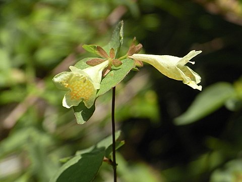 ツクバネウツギ