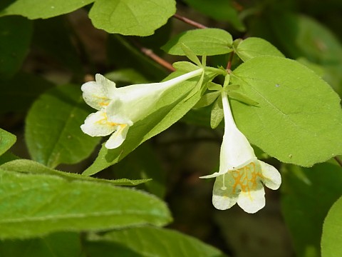 ツクバネウツギ