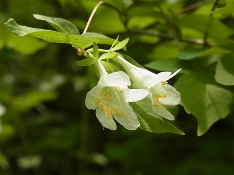 ツクバネウツギ