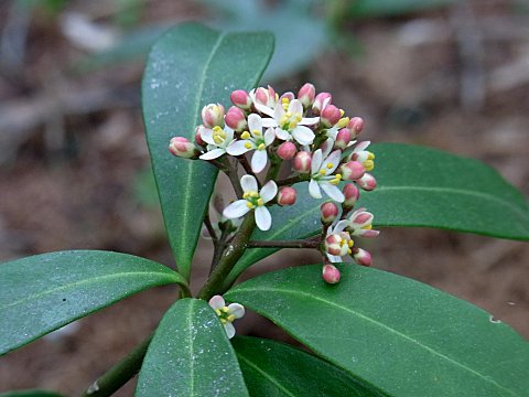 ツルシキミの雄花