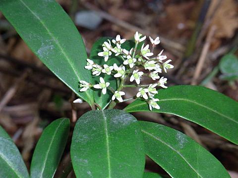 ツルシキミの雌花