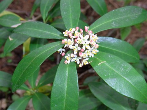 ツルシキミの雄花