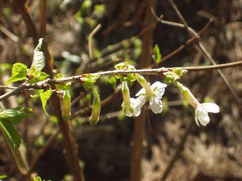 チョウジザクラ