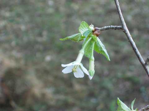 チョウジザクラ