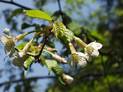 チョウジザクラ