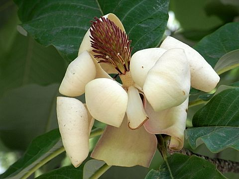 ウケザキオオヤマレンゲ