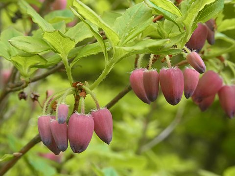 ウラジロヨウラク