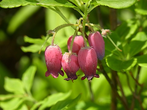 ウラジロヨウラク