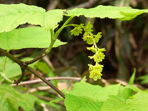 ウリハダカエデ