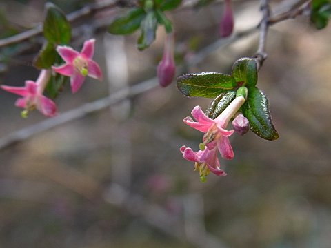 ヤマウグイスカグラ ヤマウグイスカグラ