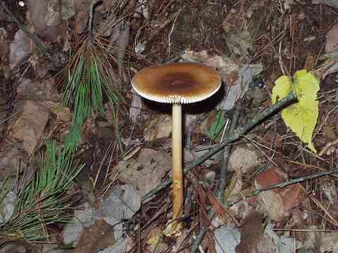 カバイロツルタケ