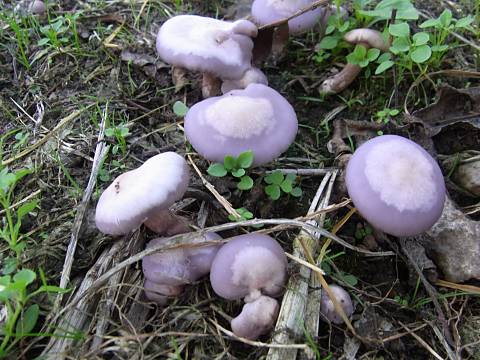 コムラサキシメジ