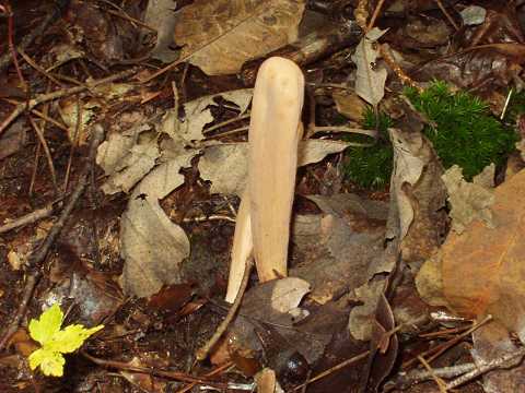 コスリコギタケ