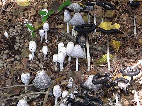 ササクレヒトヨタケ