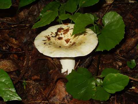 �c�`�J�u��