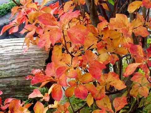 サラサドウダンの紅葉