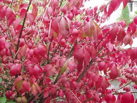 ニシキギの紅葉