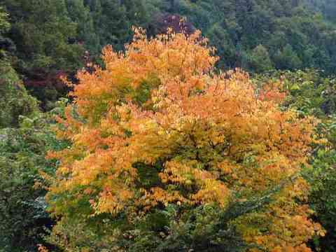 �E���~�Y�U�N���̉��t