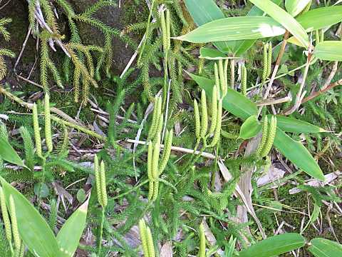 ヒカゲノカズラ