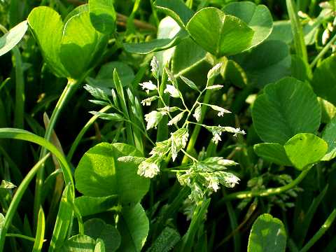 スズメノカタビラ