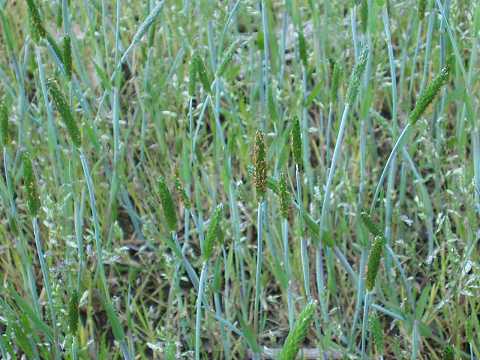 スズメノテッポウ