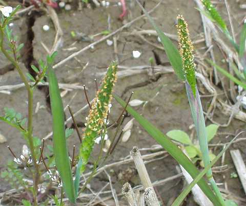 スズメノテッポウ