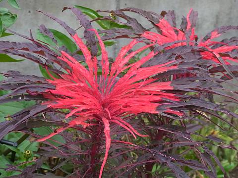 ヤナギバケイトウ