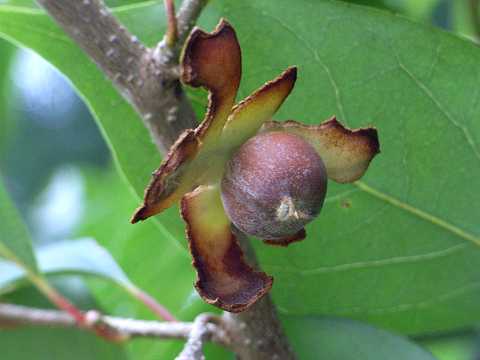 アブラチャンの種