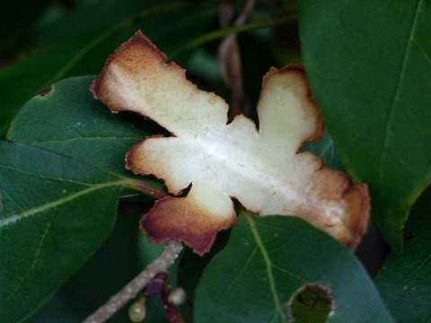 アブラチャンの実の皮