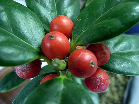 クリスマスホーリーの実
