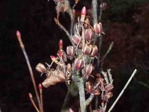 サラサドウダンの実