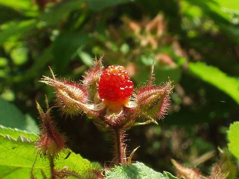 エビガライチゴの実