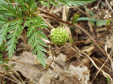 フクジュソウの実