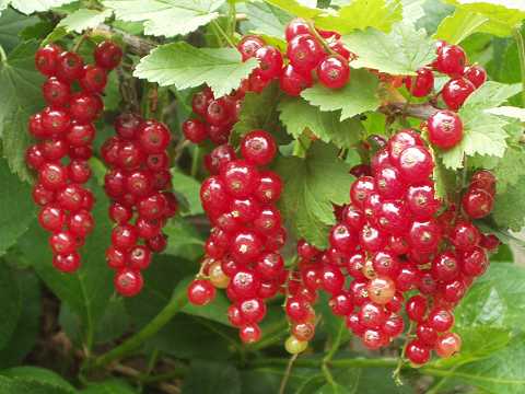 フサスグリの実