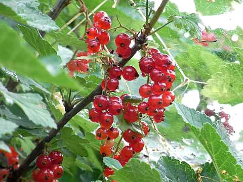 フサスグリの実