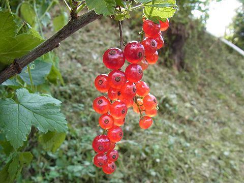 フサスグリの実
