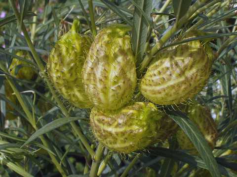 フウセントウワタの実