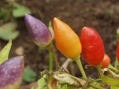ゴシキトウガラシの実