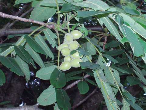 �q���O���~�̎�