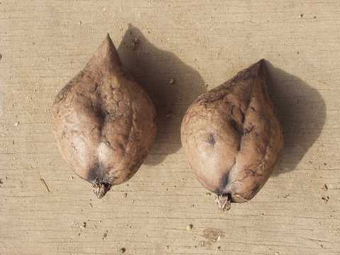 �q���O���~�̎�