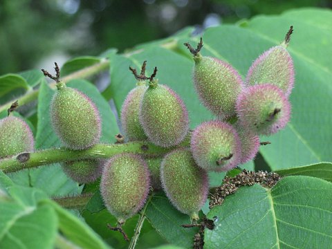 �q���O���~�̎�