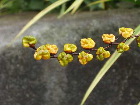 モントブレチア