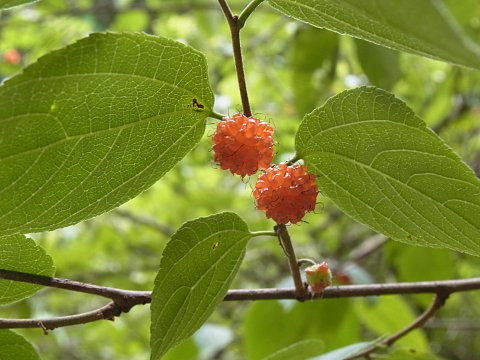 ヒメコウゾの実