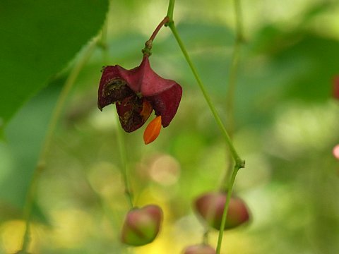 ヒロハツリバナ