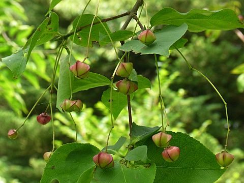 ヒロハツリバナ