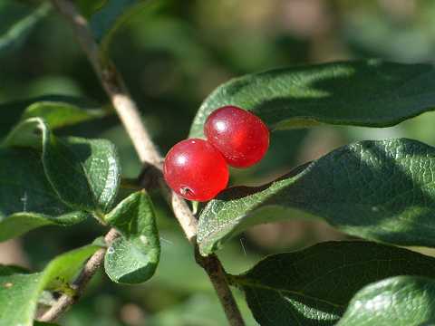 ヒョウタンボク