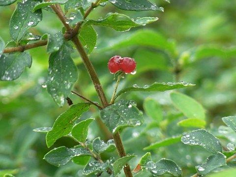 ヒョウタンボク