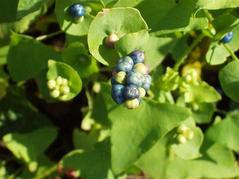 イシミカワの実