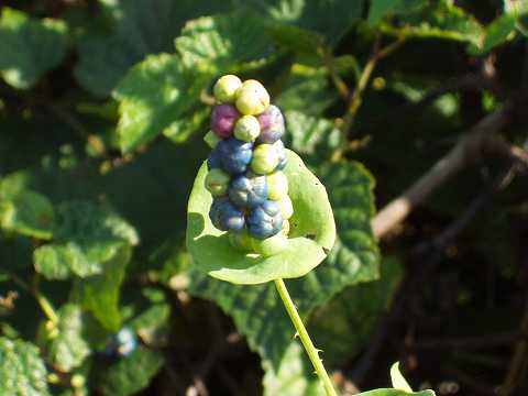 イシミカワの実