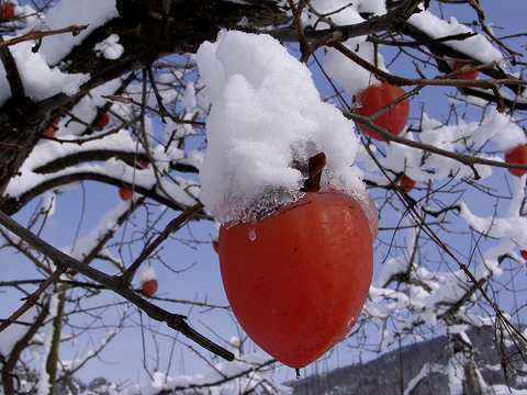採り残されたカキ